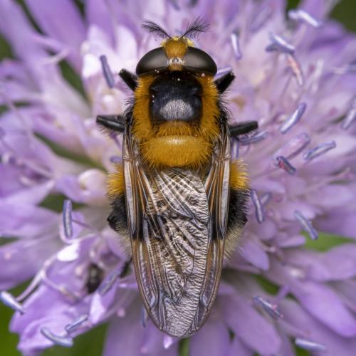Volucella bombylans